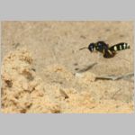 Cerceris arenaria - Sandknotenwespe w18e 12mm - mit Ruesselkaefer - Strophosoma capitatum - Niedringhaussee.jpg